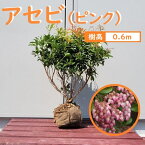 60cm ピンク 庭木 花木 馬酔木 植木 常緑樹【アセビ(ピンク) 樹高0.6m前後】