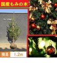 送料無料 120cm クリスマスツリー 本物 国産 もみの木 シンボルツリー 庭木 常緑樹 鉢植え 室内【モミノキ(ウラジロモミノキ) 樹高1.2m前後】