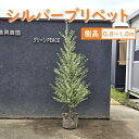 80cm 100cm 生垣 庭木 半落葉 カラーリーフ【シルバープリペット 樹高0.8m~1.0m】