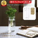 SPICE OF LIFE水替えしやすい 水栽培ガラスベース 花瓶 BULB VASE バルブベース クリア ロング 直径8cm 高さ17cm KEGY4070...