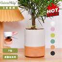 【Greenship 3年保証】レビュー特典付!環境に優しい 植木鉢 おしゃれ 軽量&耐久性 鉢皿付き 卓上・多肉植物・ミニサイズ 多色セット 底面給水鉢 全品送料無料(北海道・沖縄・離島除く)