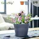 Greenship 植木鉢 プランター ガーデンニング おしゃれ 軽量 屋内 屋外 環境にやさしい プラスチック 観葉植物 多機能植木鉢 園芸用品 石材のような質感 受け皿別売 8号 3年保証 全品送料無料(北海道・沖縄・離島除く)