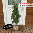 常緑ヤマボウシ 1m前後 株立 常緑 苗木