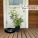 ジューンベリー 6号 80cm前後(鉢底から) 落葉 果実 植木