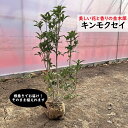 キンモクセイ 金木犀 1m前後 植木