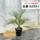 ココスヤシ 樹高60〜70cm前後 品番S2551、2552、現品発送 南国リゾートの雰囲気