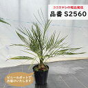 ココスヤシ 75〜85cm前後 品番:S2560、S2582