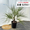 ココスヤシ 樹高60〜70cm前後 南国リゾートの雰囲気 品番:S2561、S2562