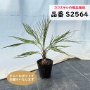 ココスヤシ 樹高60〜65cm前後 南国リゾートの雰囲気 品番:S2563、S2564