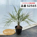 ココスヤシ 75〜85cm前後 南国リゾートの雰囲気 品番:S2565、S2580