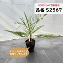 ココスヤシ 樹高65cm前後 品番:S2567、S2578