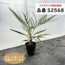 ココスヤシ 樹高60cm前後 品番:S2568、S2579