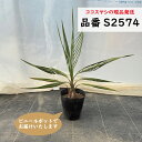 ココスヤシ 樹高60cm前後 品番:S2574、S2575 現品発送