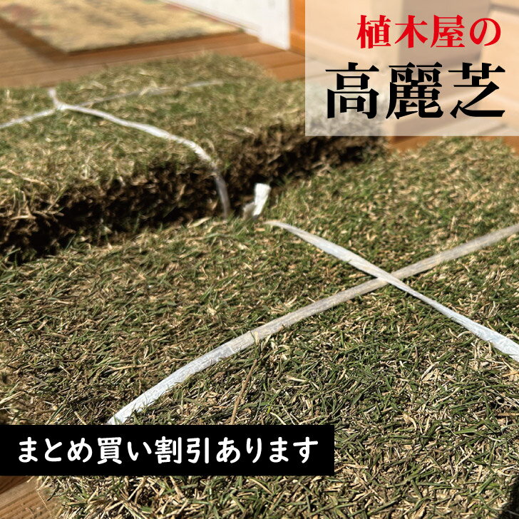 楽天市場】高麗芝 10平米の通販 楽天市場】高麗芝 10平米の通販