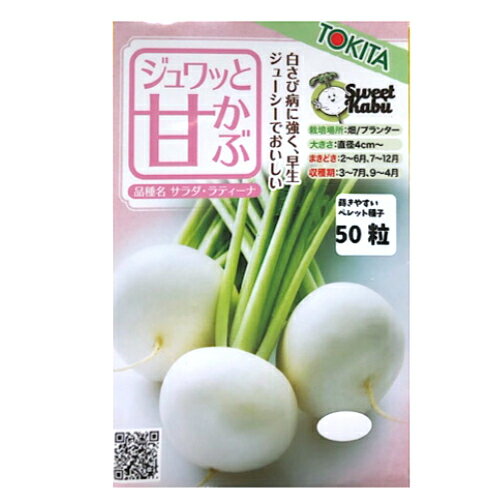 トキタ種苗 カブ サラダ・ラティーナ ペレット種子50粒 かぶ イタリア野菜 家庭菜園　プランター栽培 タネ　甘カブ　早生のサムネイル