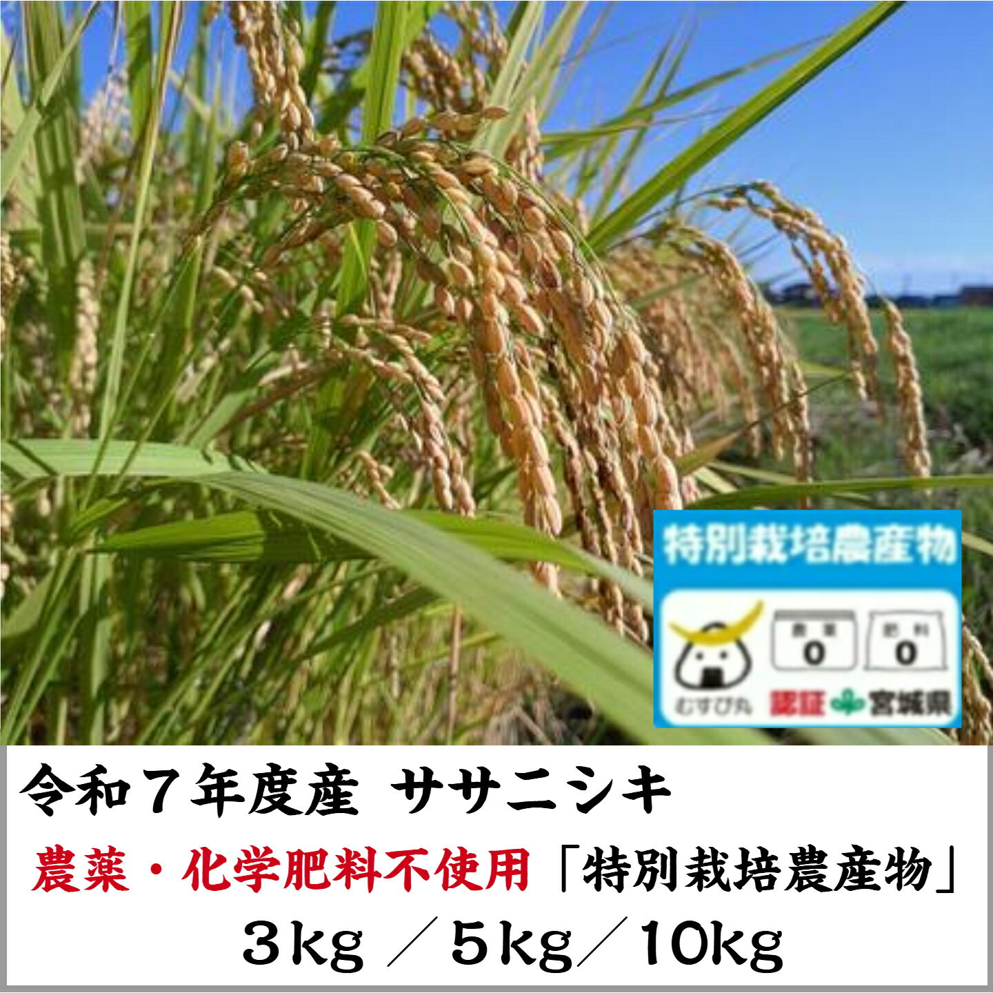 美味しいお米が入荷しました！農薬・...