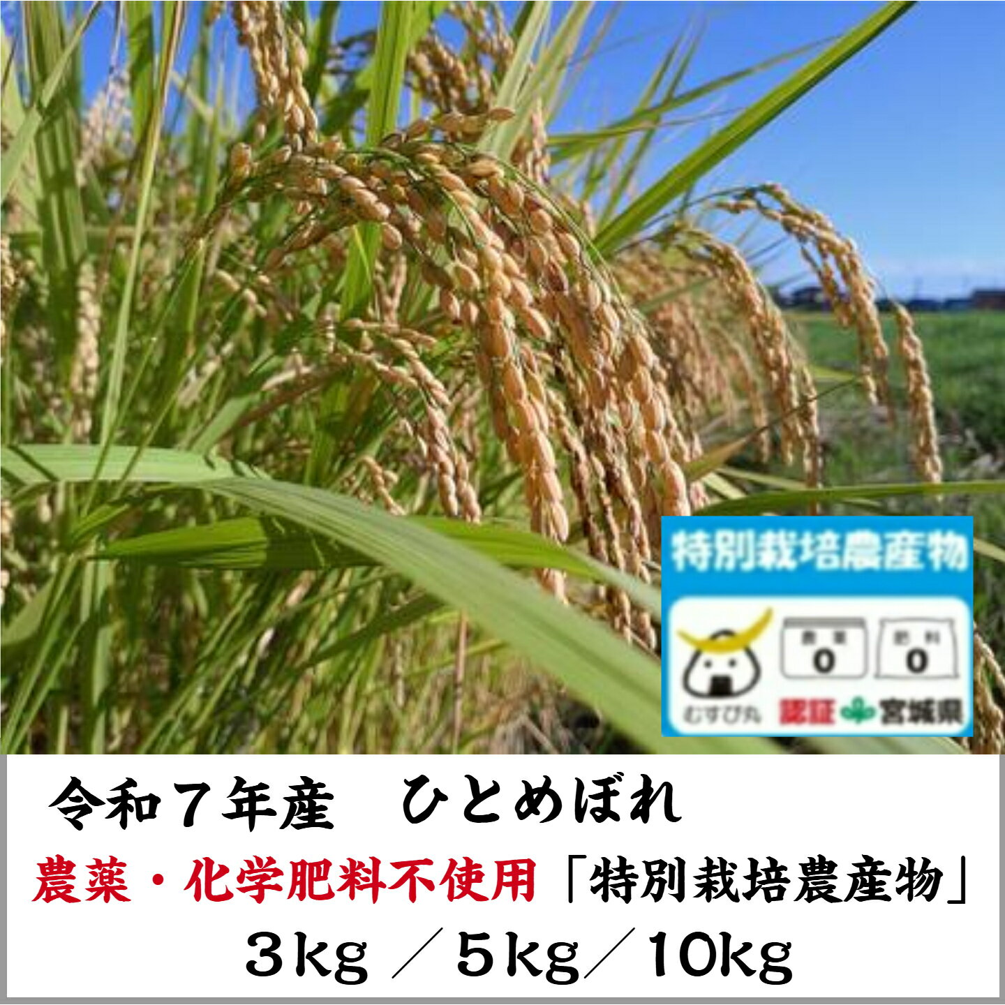 【令和7年産 ひとめぼ�