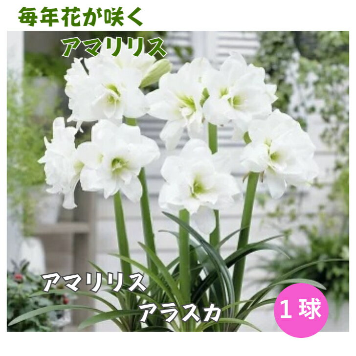 アマリリス　アラスカ　1球　花の大和　球根のサムネイル