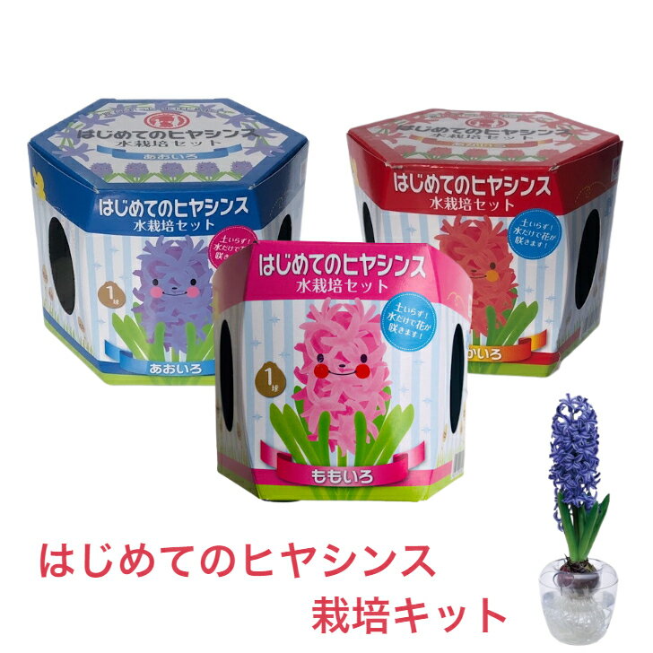 入荷しました!当店人気商品!はじめてのヒヤシンス 水栽培セット あかいろ あおいろ ももいろ 【..