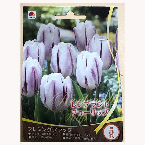 レンブラントチューリップ　フレミングフラッグ　5球　タキイ種苗のサムネイル