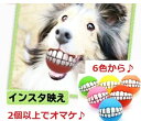 【送料込・まとめ買い×8点セット】ドギーマン DoggyMan ノーパンクボール 大 犬用 ※カラーは選べません