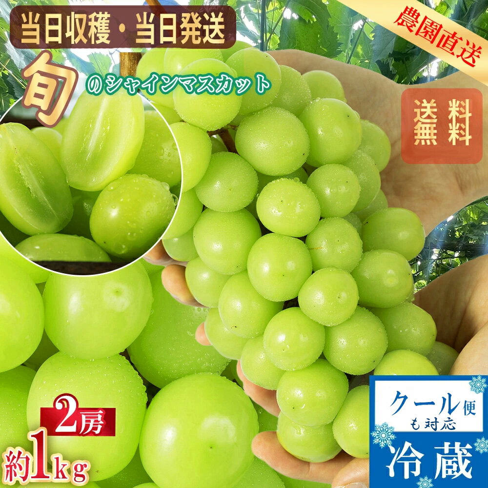 【予約販売開始 2025年8月中旬より順