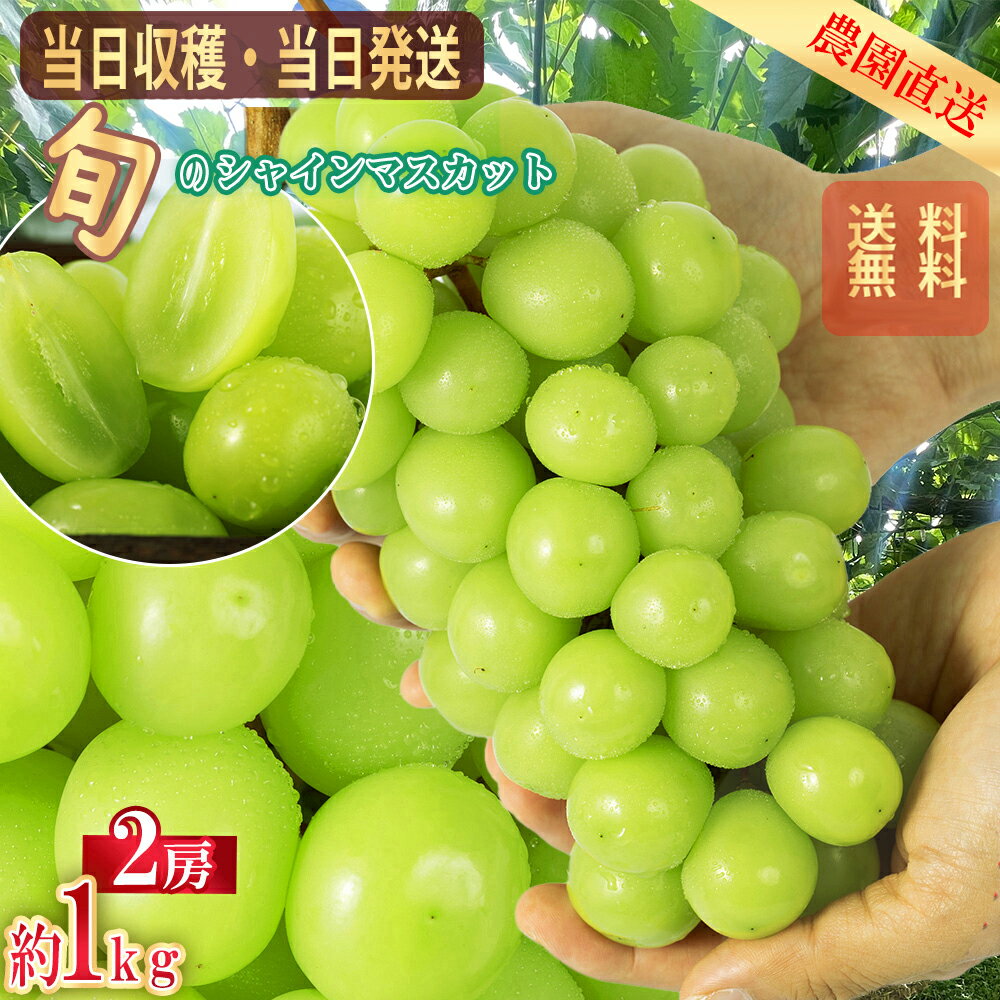 【クーポンで3939円 8/12～15】＼8月10日~順次出荷／山梨産 シャインマスカット 約1.0kg 2房 送料無料 マスカット ぶどう 種なし ブドウ 産地直送 皮ごと食べられる 大人気ブドウ シャイン 甘い 贈り物 ギフト プレゼント 旬の味覚 フルーツ クール便 果物 のし対応のサムネイル