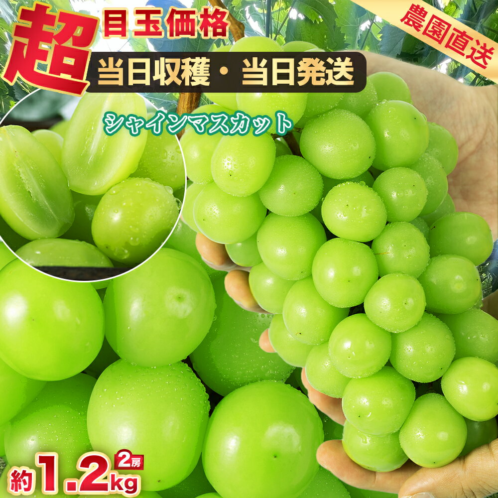 長野県産 シャインマスカット　約1キロ（2房）送料無料 ぶどう ブドウ 種なしぶどう 市場発送