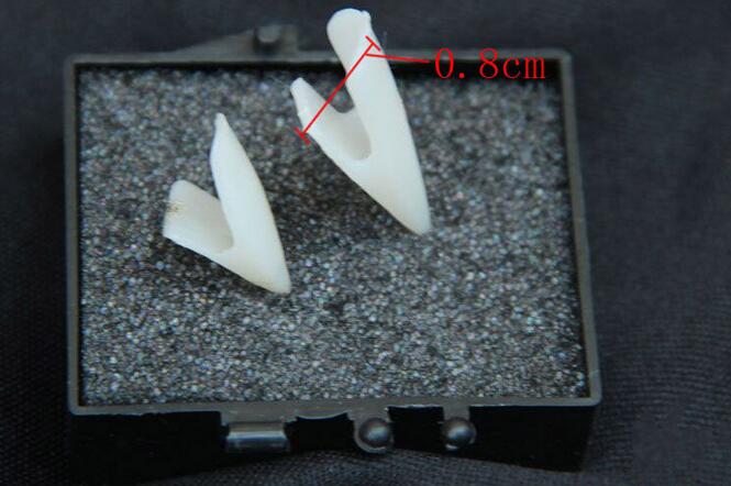 ハロウィン 万聖節 お面 仮装 仮面 マスク 怖いマスク 歯 入れ歯 吸血鬼(T)