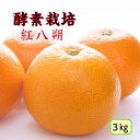 【1月下旬予約商品】【酵素栽培】紅八朔3kg【国産】【産地直送】特別栽培 完熟 果物 フルーツ 広島 瀬戸田 グリグリーン農園 訳あり 減農薬 防腐剤不使用 ノ...