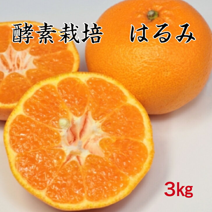 【2月中旬予約商品】【酵素栽培】はるみ みかん 3kg 【産地直送】果物 完熟 フルーツ デザート 広島県 ..