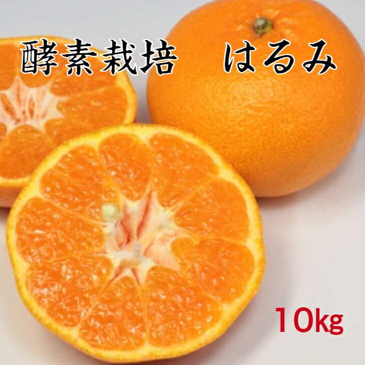 【2月中旬予約商品】【酵素栽培】はるみ みかん 10kg【産地直送】 果物 完熟 フルーツ デザート 広島県..