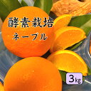 【1月下旬予約商品】【酵素栽培】ネーブルオレンジ3kg【国産】【産地直送】果物 完熟 フルーツ 特別栽培 広島県 瀬戸田産 みかん グリグリーン農園 訳あり 減農薬 防腐剤不使用 ノーワックス 家庭用