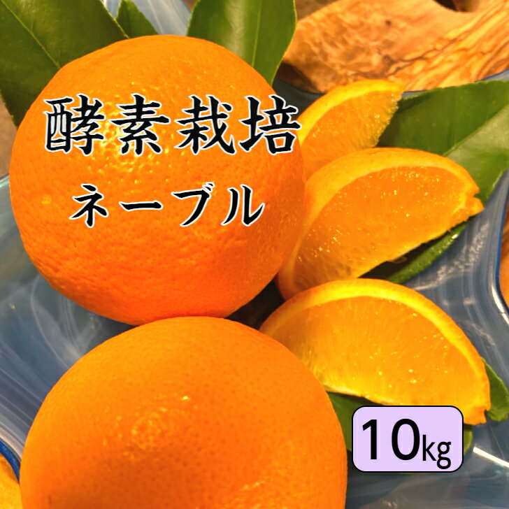 【1月下旬予約商品】【酵素栽培】ネーブルオレンジ10kg【国産】【産地直送】果物 完熟 フルーツ 特別栽培 広島県 瀬戸田産 みかん グリグリーン農園 訳あり 減農薬 防腐剤不使用 ノーワックス 家庭用 AB級品混合のサムネイル