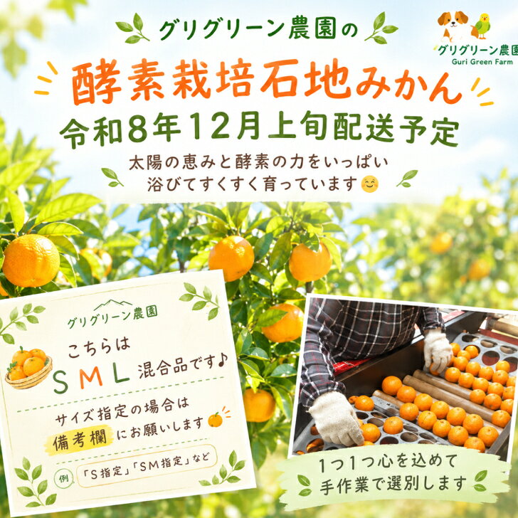 【12月予約品】【酵素栽培】石地 みかん ギフト5kg【国産】【産地直送】果物 フルーツ 特別栽培 広島 瀬戸田 柑橘 甘い 濃厚 完熟 減農薬 防腐剤不使用 ノーワックス お歳暮 送り物 熨斗 grisgris-10000017 グリグリーン農園 サンプル画像2