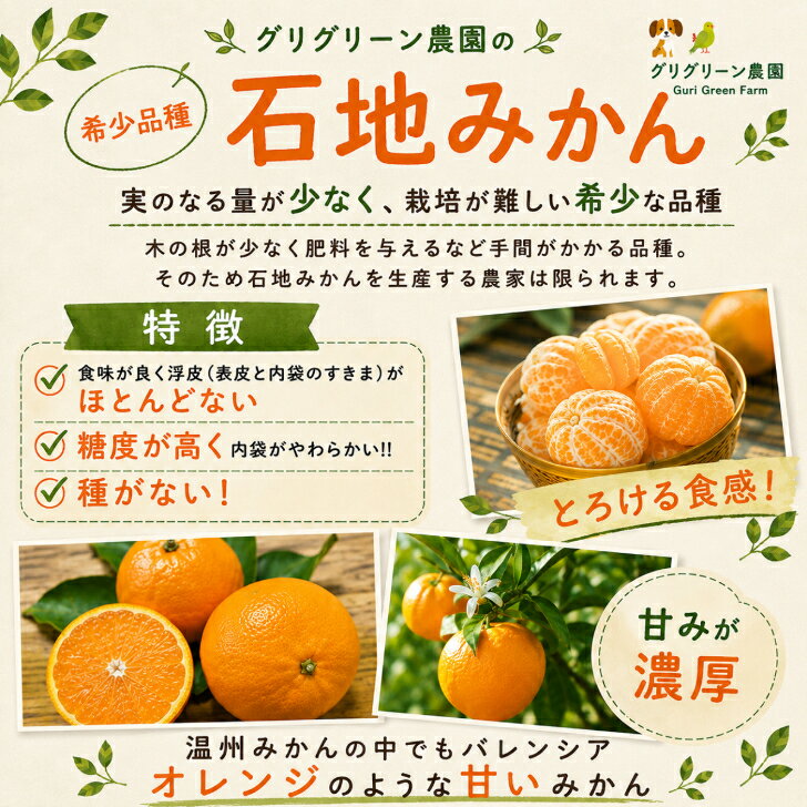 【12月予約品】【酵素栽培】石地 みかん ギフト5kg【国産】【産地直送】果物 フルーツ 特別栽培 広島 瀬戸田 柑橘 甘い 濃厚 完熟 減農薬 防腐剤不使用 ノーワックス お歳暮 送り物 熨斗 grisgris-10000017 グリグリーン農園 サンプル画像3