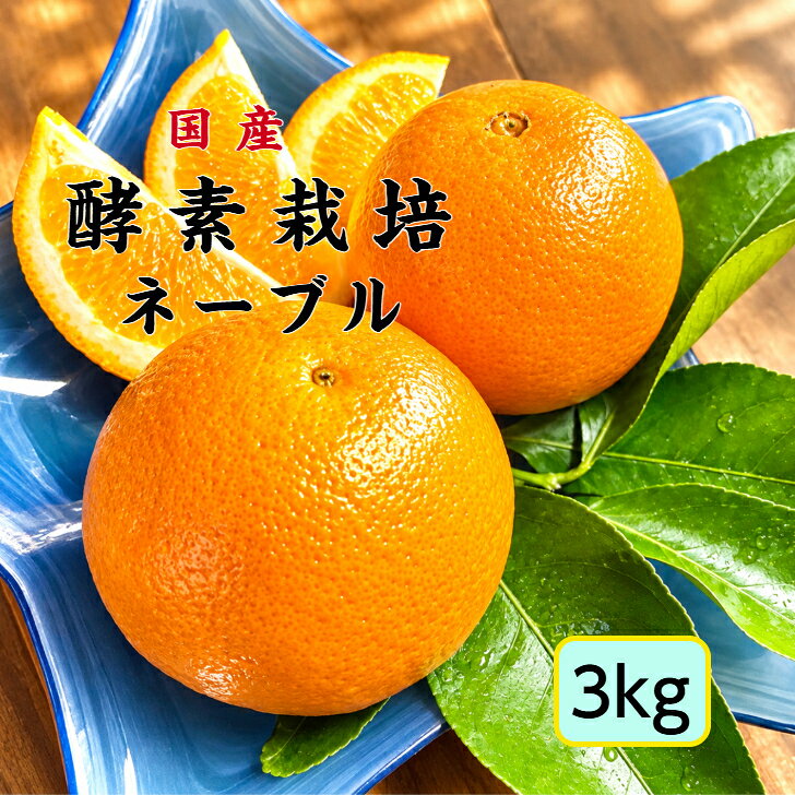 【農家直送順次配送】【酵素栽培】ネーブルオレンジ3kg【国産】【産地直送】果物 完熟 フルーツ 特別栽培 広島県 瀬戸田産 みかん グリグリーン農園 訳あり 減農薬 防腐剤不使用 ノーワックス 家庭用 バレンタイン　オランジェット