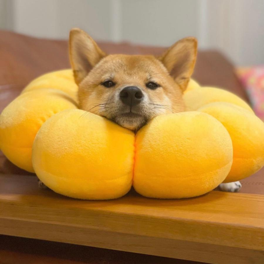 エリザベスカラー 猫 犬 ソフト ペット用品 ポンデリング カラフル しゃれ かわい...