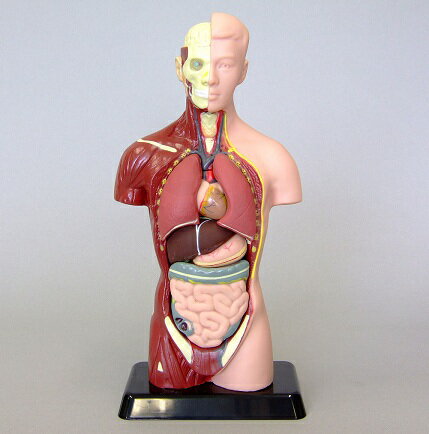 理科実験キット 人体モデル 27cm 全身標本 臓器が出せる