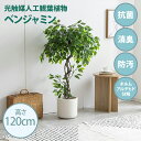 ・最大10,000円OFFクーポン光触媒人工観葉植物 fake green ベンジャミン(約)幅70cm×奥行60cm×高さ120cm照明光が当たることで消臭・抗菌・防汚・ホルムアルデヒド分解の効果を発揮フェイクグリーン 造花 水やり不要 空気清浄 イミテーショングリーン