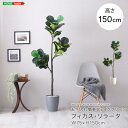 最大4500円OFFクーポンフェイクグリーン fake green フィカス・リラータMサイズ(150cm) 人工観葉植物お手入れ簡単 水やり不要 造花 イミテ...