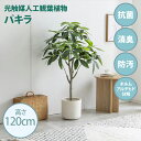 ・最大10,000円OFFクーポン光触媒人工観葉植物 fake green パキラ(約)幅65cm×奥行50cm×高さ120cm照明光が当たることで消臭・抗菌・防汚・ホルムアルデヒド分解の効果を発揮フェイクグリーン 造花 水やり不要 空気清浄 イミテーショングリーン