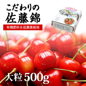 朝摘みさくらんぼ！今だけ2Lが半分以上│低農薬＆有機肥料使用│こだわりの山形置賜産 佐藤錦│秀品│2LとLサイズ混合500g【送料無料】