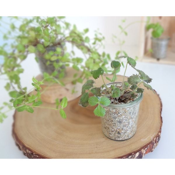 GLASS GROW L С