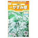 【サカタのタネ】宿根　かすみ草　八重咲き（0.2ml）【定形郵便・定形外郵便での発送のみ送料無料】花壇/切り花/ドライフラワー/花種/種子/植物/栽培/ガーデニング/自宅で/春まき/夏まき/秋まき/多年草/ナデシコ科/シュッコンカスミソウ/粒数目安：110粒/907110