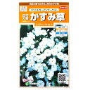 白花大輪　かすみ草　コンベントガーデンマーケット（0.5ml）花壇/切り花/ドライフラワー/花種/種子/栽培/ガーデニング/ナデシコ科/春まき/耐寒性1年草/カスミソウ/粒数目安：220粒/907112