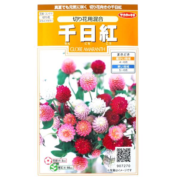 乐天商城 - 【サカタのタネ】千日紅　切り花用混合（0.3ml）【定形郵便・定形外郵便での発送のみ送料無料】花壇/コンテナ/プランター/切り花/ドライフラワー/花種/種子/植物/栽培/ガーデニング/自宅で/センニチコウ/春まき1年草/粒数目安：45粒/907270