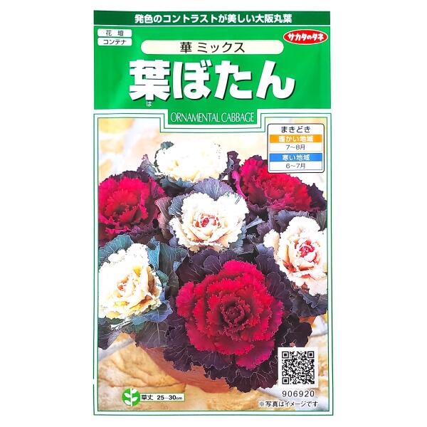 【サカタのタネ】葉ぼたん　華　ミックス（0.3ml）【定形郵便・定形外郵便での発送のみ送料無料】花壇/コンテナ/プランター/切り花/寄せ植え/花種/種子/植物/ガーデニング/自宅で/ハボタン/アブラナ科/耐寒性1〜2年草/夏まき/粒数目安：40粒/906920