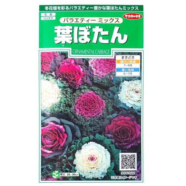 【サカタのタネ】葉ぼたん　バラエティー ミックス（0