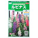 【特価品:有効期限2025年5月末日】【サカタのタネ】ルピナス ピクシーデライト ミックス(2ml)【定形郵便・定形外郵便での発送のみ送料無料】花壇/コンテナ/プランター/花種/種子/植物/栽培/ガーデニング/ノボリフジ/耐寒性1年草/春まき/夏まき/粒数目安:30粒